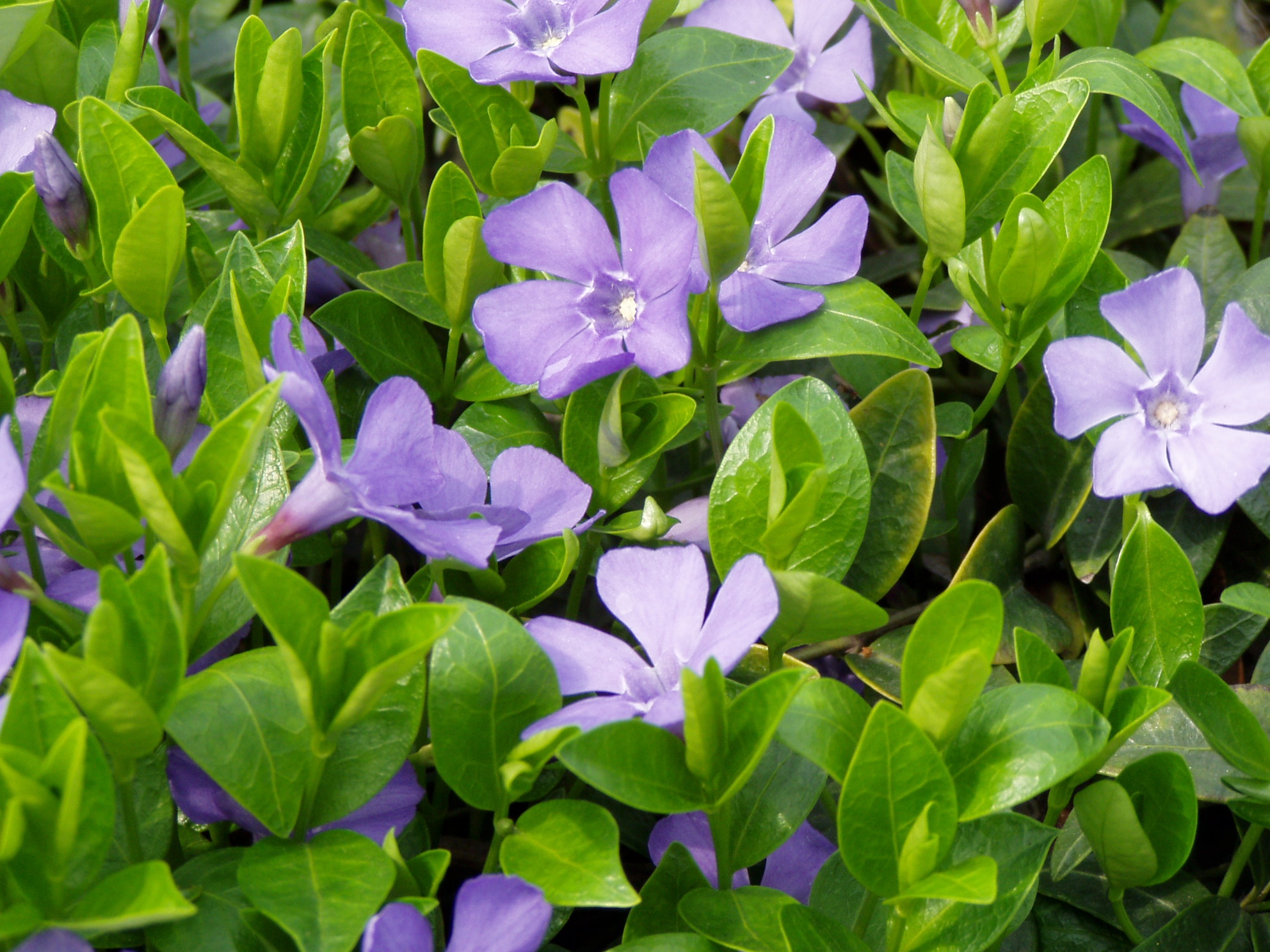 Vinca monor